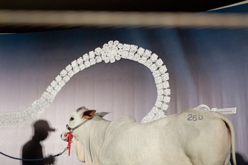 3 Un vitello esposto all'asta privata “Joias da Raça” (“I gioielli della razza”) organizzata dall'azienda agricola Nova Trindade durante la fiera del bestiame ExpoZebu. L'animale è stato venduto per un milione di dollari.