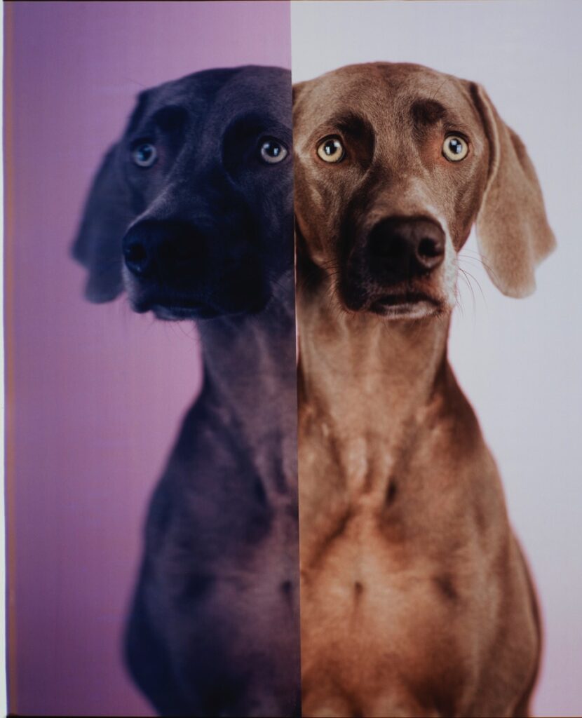 William Wegman