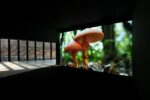 Sunmin Park   Architecture of Mushroom 2019 1-channel video (4K), color, sound 15min 18sec Credit Line: Nam June Paik Art Center, © Nam June Paik Estate