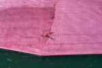 Christo and Jeanne-Claude, 'Surrounded Islands, Biscayne Bay, Greater Miami, Florida, 1980–83.' Photos Wolfgang Volz