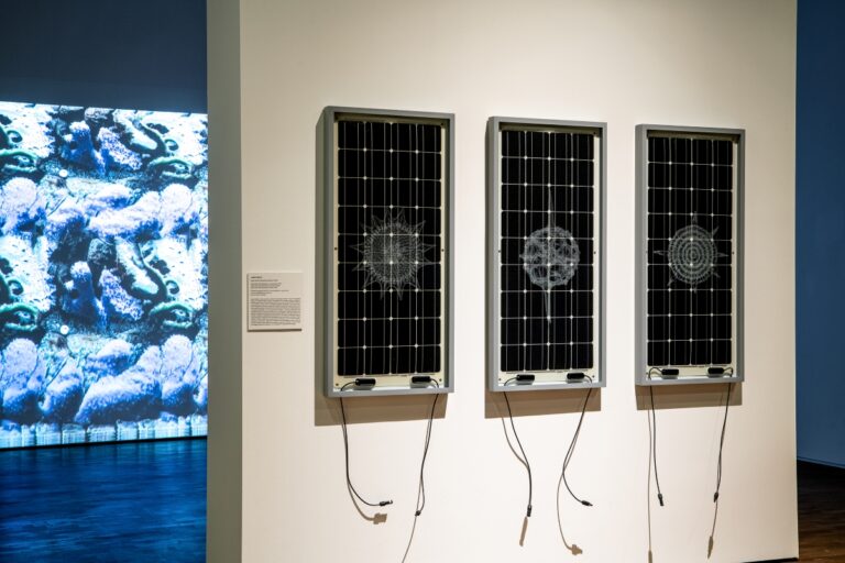 In primo piano l’opera di James Bridle, Solar Panel 003 (Heliodiscus umbonatus), 2022, Installation shot at NOME, Berlin. Courtesy of the artist. Photo by Billie Clarke