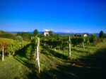 Vigneti del Monferrano nei dintorni di Cassine, 2024. Photo Emma Sedini