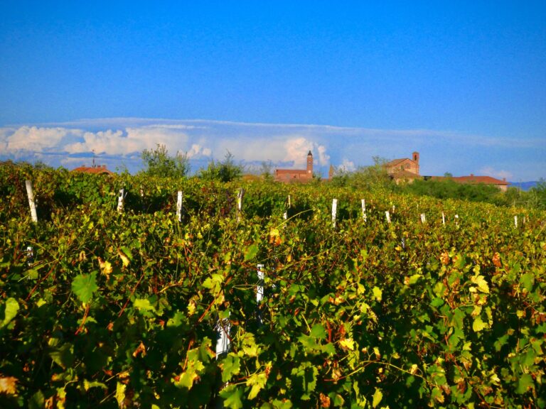 Vigneti del Monferrano nei dintorni di Cassine, 2024. Photo Emma Sedini