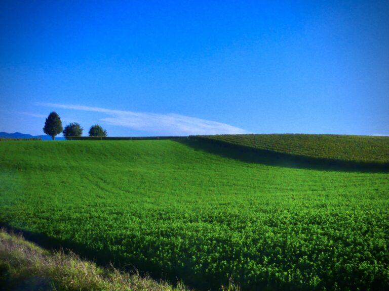 Vigneti del Monferrano nei dintorni di Cassine, 2024. Photo Emma Sedini