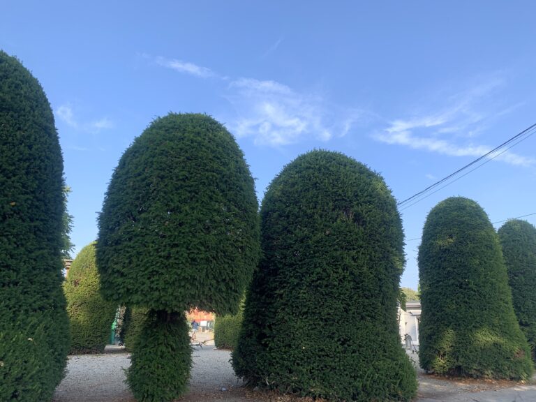 Alberi. Photo Claudia Zanfi