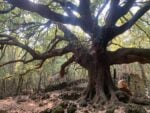 Alberi. Photo Claudia Zanfi