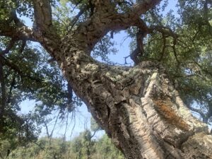 Giornata degli alberi. Arte a tutela della natura negli orti botanici lombardi 