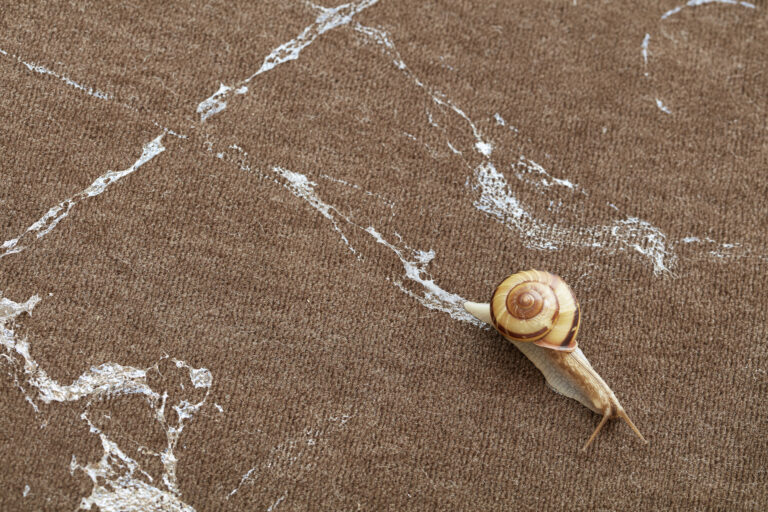 Michel Blazy, Le lâcher d'escargots, 2009 (dettaglio :detail), installation view, Living Room II, Maison Hermès, Tokyo, Japan, 2016 © Michel Blazy Courtesy of the artist and Art Concept, Paris