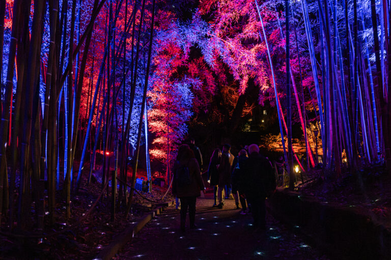 trame di luce installazione luminosa al bambuseto A Natale l'Orto Botanico di Roma si accende con le installazioni luminose