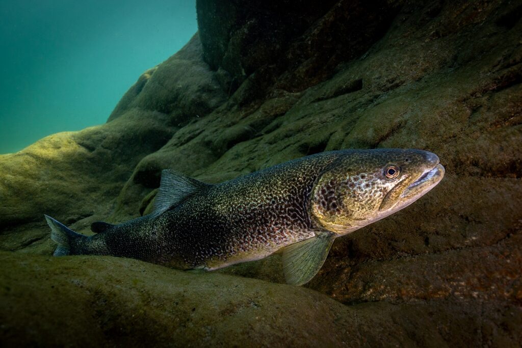 Il Grande Fiume biodiversità tra passato e futuro