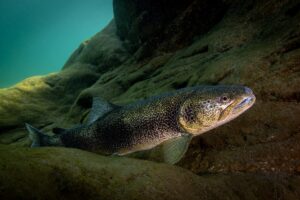 Il Grande Fiume biodiversità tra passato e futuro