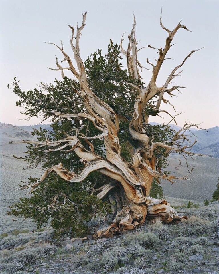 Ancient Bristlecone Pine Forest, California 2022