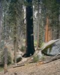 Congress Trail, Sequoia National Park, California 2021(c) Mitch Epstein