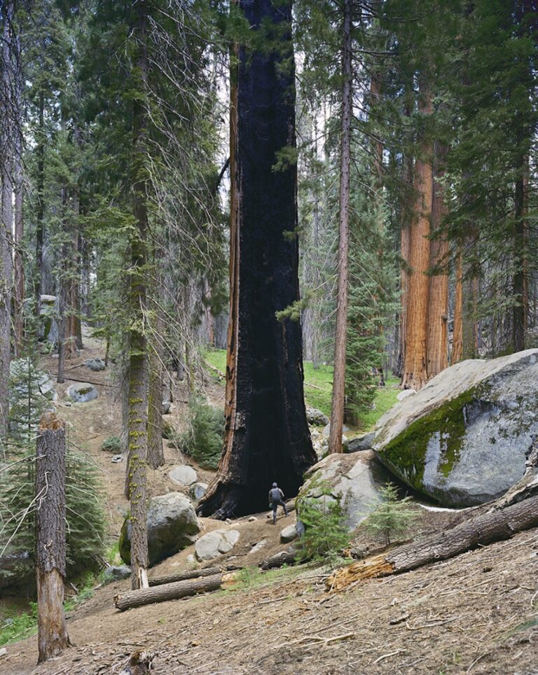 Congress Trail, Sequoia National Park, California 2021(c) Mitch Epstein