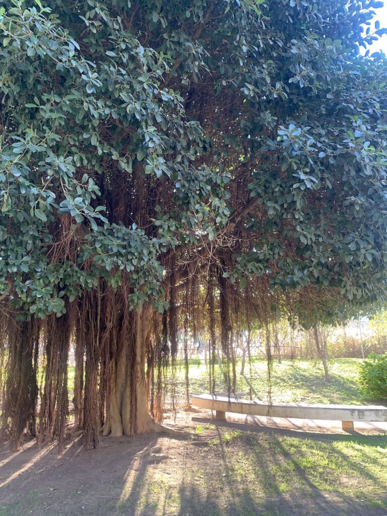 Giardini del Turia Valencia. Photo Claudia Zanfi