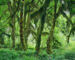 Maple Glade, Hoh Rain Forest, Olympic National Park, Washington 2017 (c) Mitch Epstein