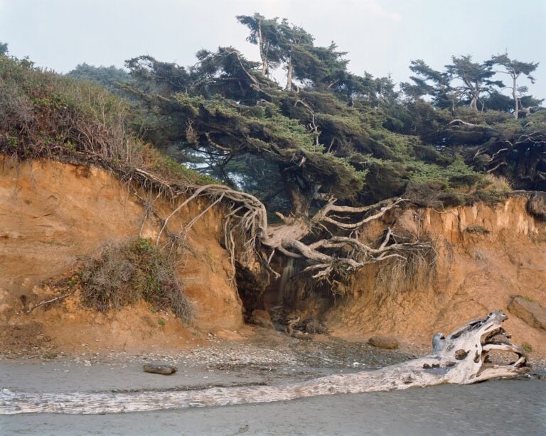 Sitka Spruce (Tree of Life), Olympic National Park, Washington 2021(c) Mitch Epstein