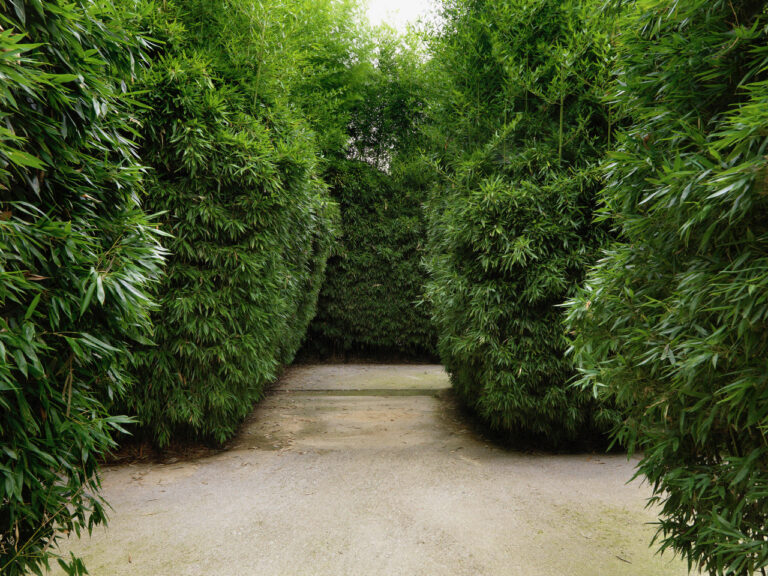 Corridoio all'interno del labirinto di bambù, dove si è usata la specie Phyllostachys bissetii Photo Credits Massimo Listri