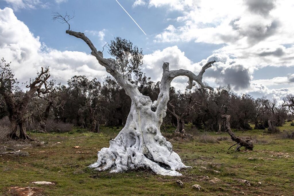 Il Campo dei Giganti