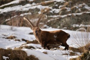 Scoprire la natura e la cultura del Parco Gran Paradiso con le sue Guide: itinerario con le ciaspole