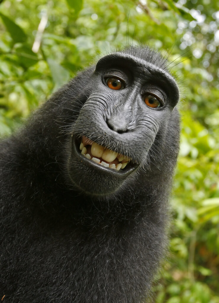 Uno dei selfie scattati da un macaco, al centro di una discussione sul copyright