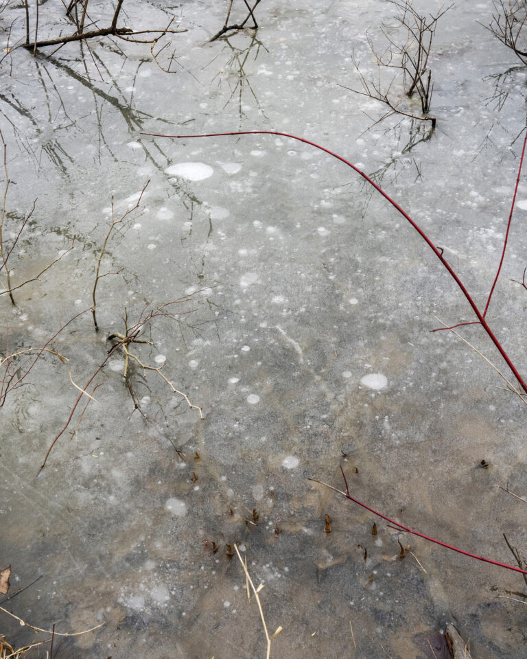 Vanessa Winship, Frozen Marshland with Tendril, Holmes County, Ohio, U.S.A, 23.02.2020, 2020, stampa a pigmenti, cm 60 x 50 © Vanessa Winship, courtesy Viasaterna e Huxley-Parlour