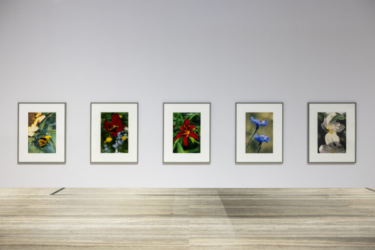 Immagine della mostra “Typologien: Photography in 20th-century Germany”, Curata da Susanne Pfeffer Foto: Roberto Marossi, Courtesy Fondazione Prada Thomas Struth Small Closed Sunflower - No° 18, Winterthur 1992 [Piccolo girasole chiuso - n. 18, Winterthur 1992] Stampa cromogenica / C-print Viehof Collection Thomas Struth Single Dark Red Tulip, No° 31, Düsseldorf 1993 [Tulipano rosso scuro - n. 31, Düsseldorf 1993] Stampa cromogenica / C-print Courtesy of the artist Thomas Struth Single Orange-Violet Tulip - No° 30, Winterthur 1992 [Tulipano arancio-viola - n. 30, Winterthur 1992] Stampa cromogenica / C-print Courtesy of the artist Thomas Struth Single Red Lily - No° 51, Düsseldorf 1993 [Giglio rosso - n. 51, Düsseldorf 1993] Stampa cromogenica / C-print Viehof Collection Thomas Struth Two Cornflowers - No° 63, Düsseldorf 1993 [Due fiordalisi - n. 63, Düsseldorf 1993] Stampa cromogenica / C-print Viehof Collection