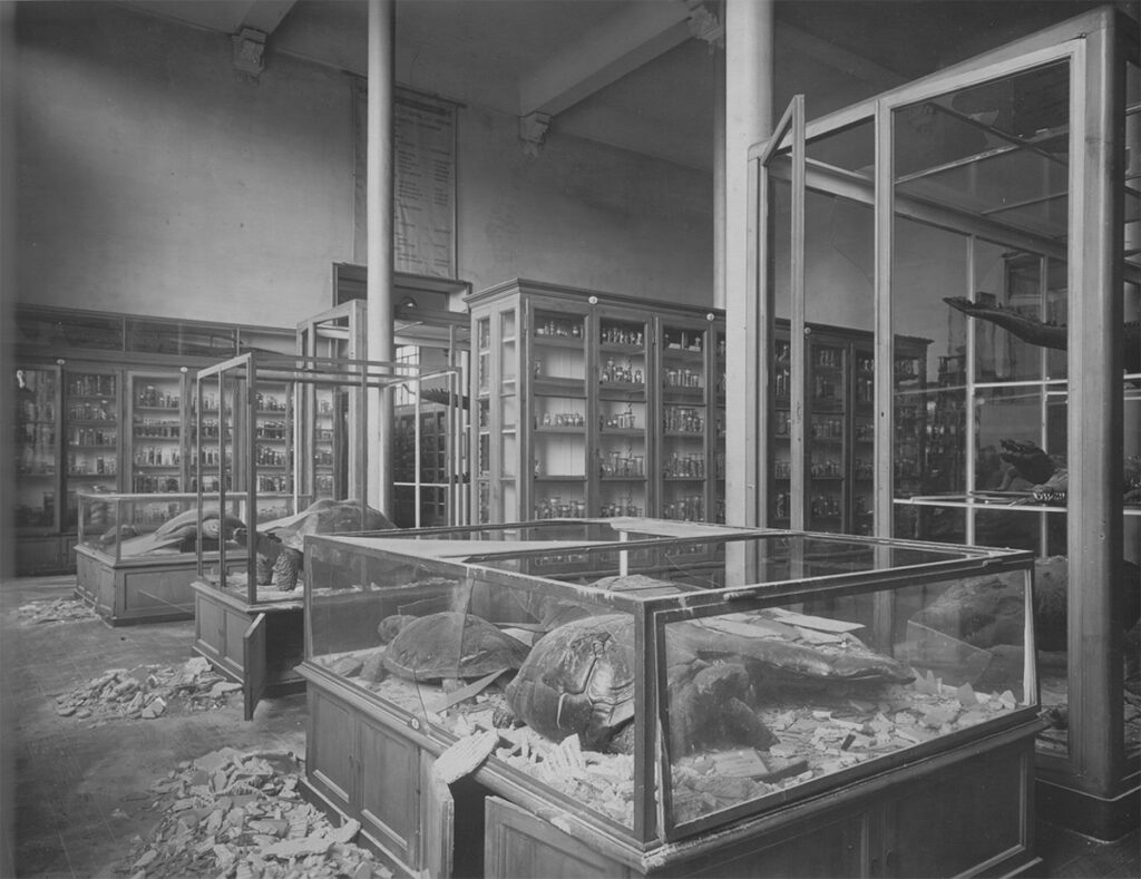 5 museo civico di storia naturale milano effetto guerra 1943 salone 1200x925 1 Lavorare nell’arte: opportunità da EUNIC Romania, Fondazione Scuola Patrimonio, BAW, Post Art